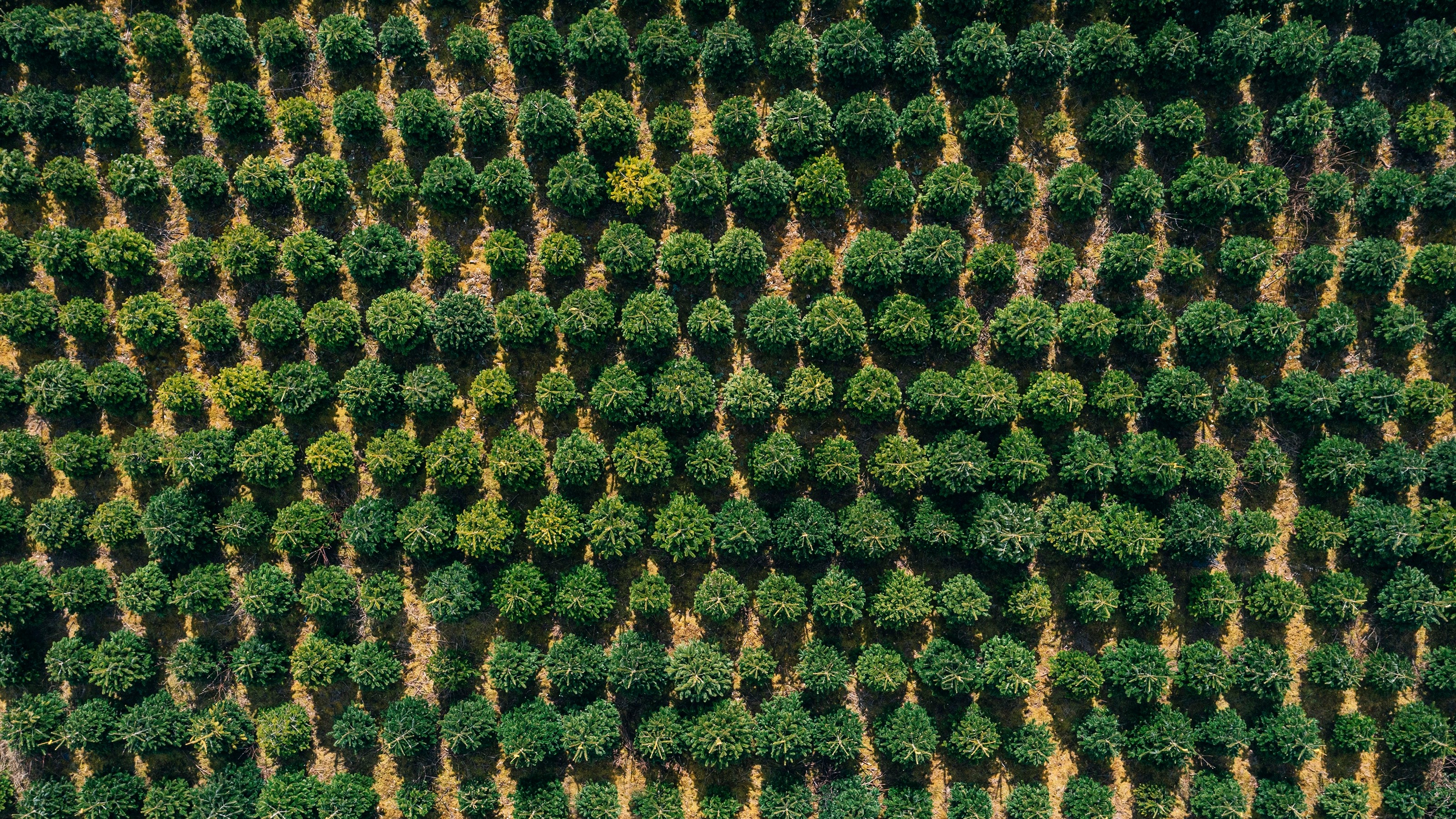 Carbon Markets